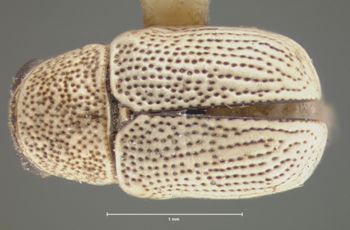 Media type: image; Entomology 8660   Aspect: habitus dorsal view